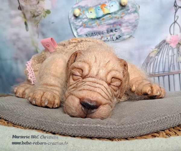 Benni Simon Laurens  (6)